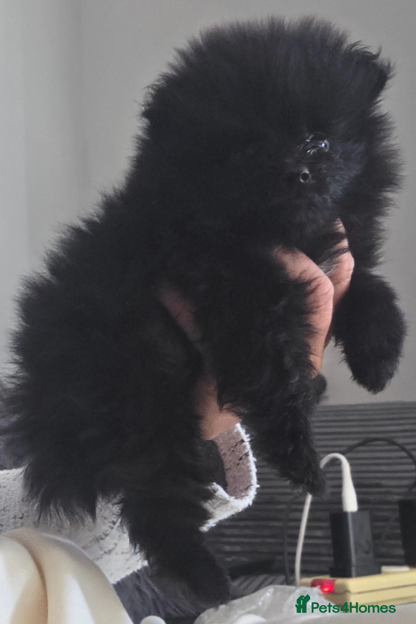 Pomeranian dogs Handsome pomeranians  - Advert 2