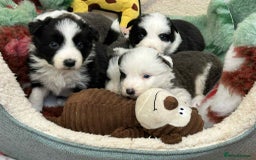 Border Collie dogs for sale: WINNING CRUFTS COMPETITORS. KC REG, HEALTH TESTED - Image 6