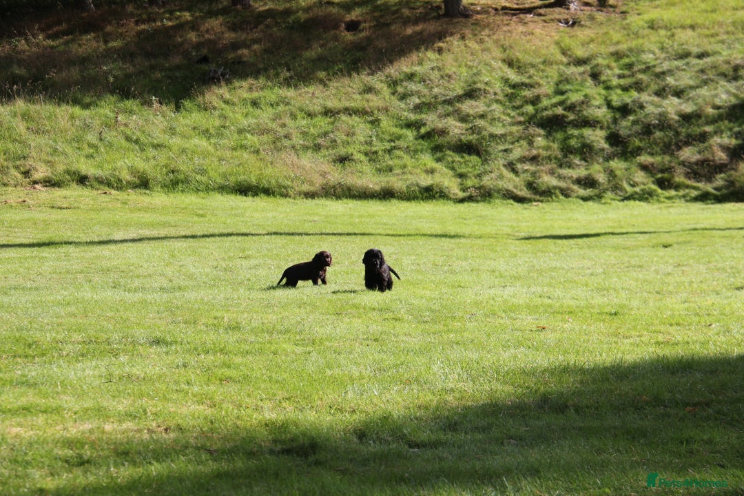 Cocker Spaniel dogs for sale: Gorgeous KC Reg Cocker Spaniels for Forever Homes - Advert 15