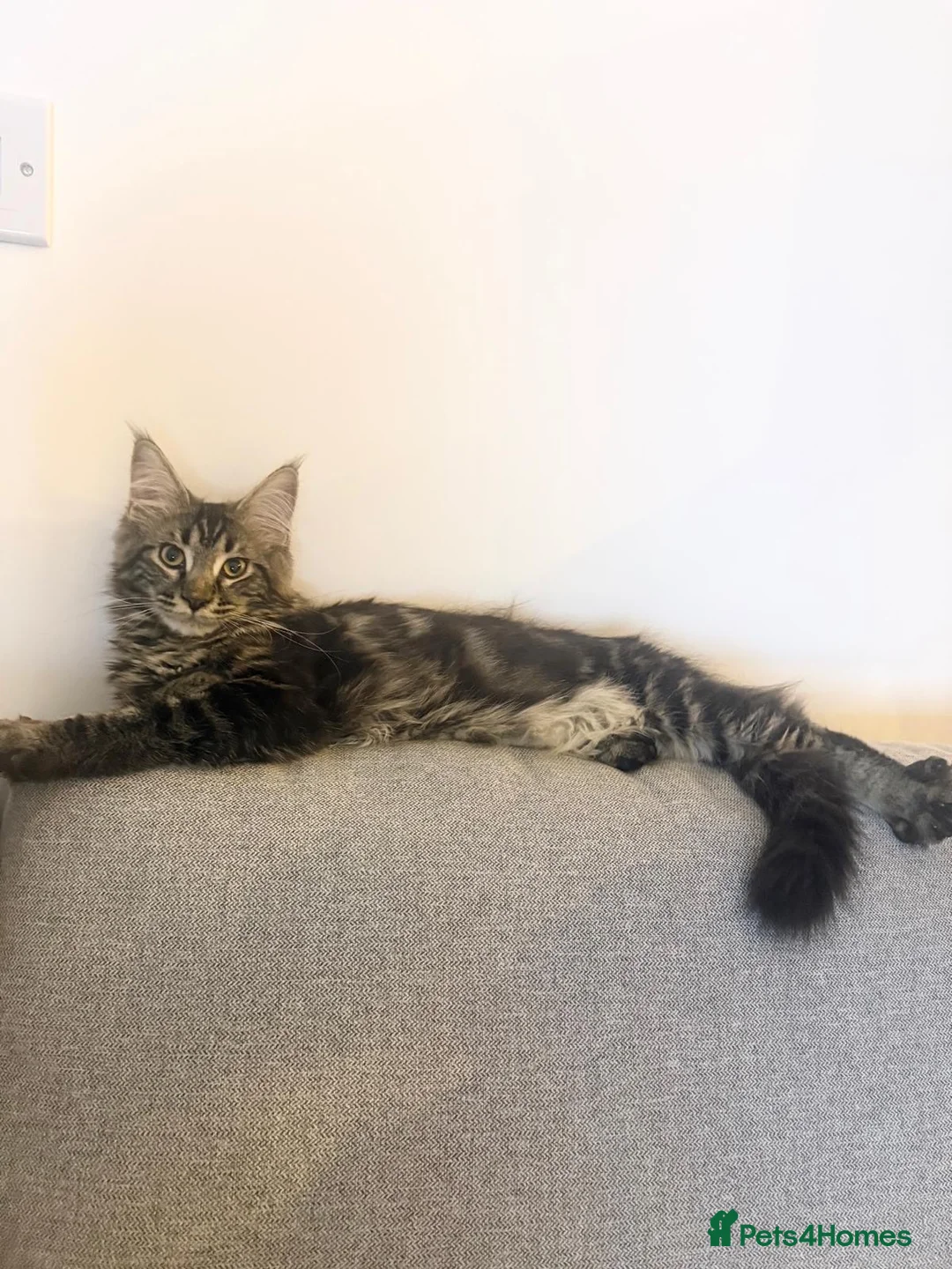 Maine Coon cats for sale: Maine Coon XL gorgeous boy purebred for sale  - Advert 2