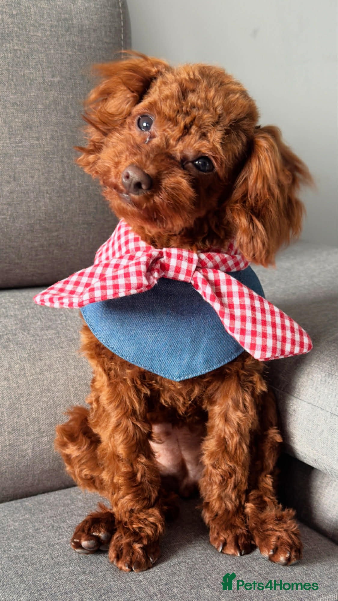 Toy Poodle dogs Adorable red Asian Toy Poodle  - Advert 13