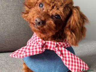 Toy Poodle dogs Adorable red Asian Toy Poodle - Advert 13