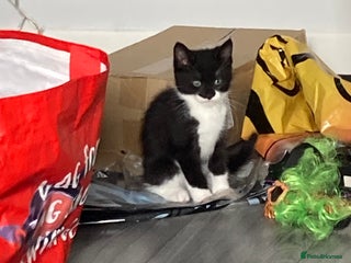 Mixed Breed cats - Advert 22