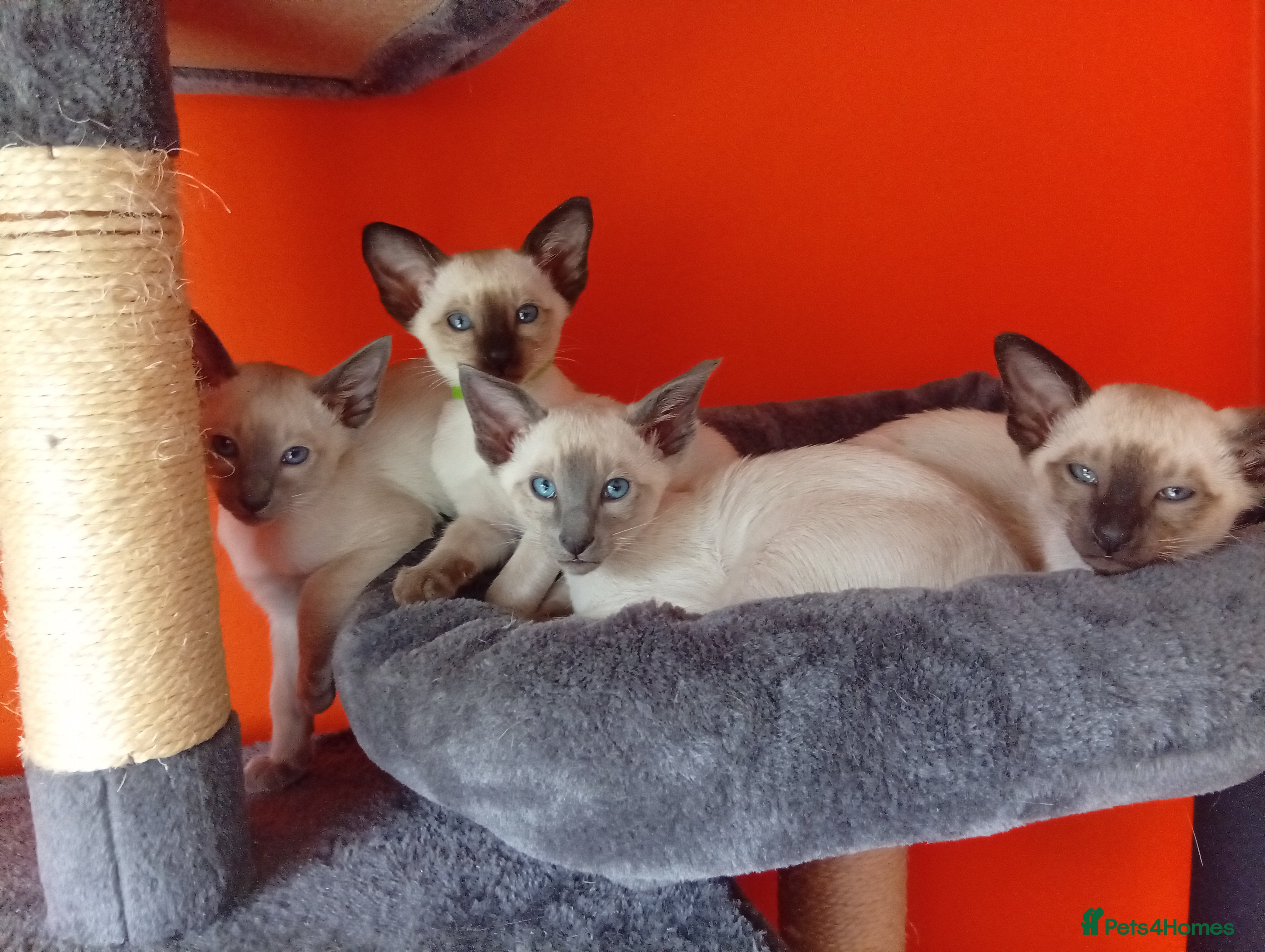 Siamese cats Gorgeous Siamese kittens!! - Advert 9