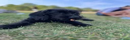 Labradoodle dogs for sale: Labradoodles (F1B) in London W8. READY TO GO HOME - Advert 36