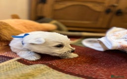 West Highland Terrier dogs for sale: Westie pups  - Image 2