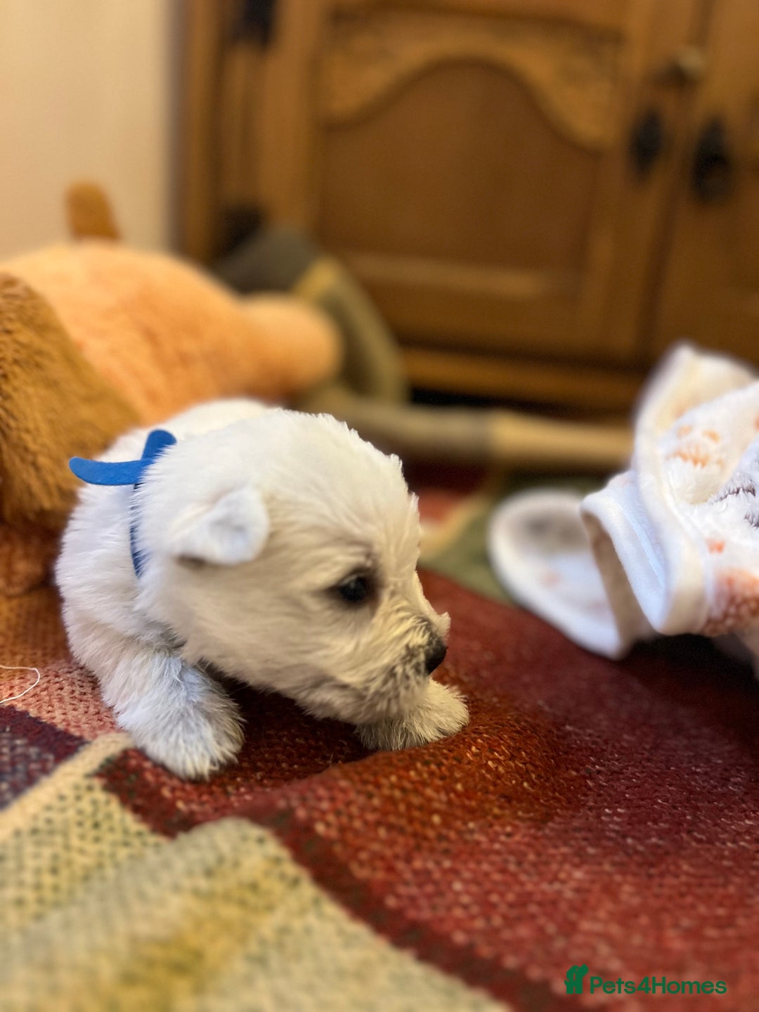 West Highland Terrier dogs for sale: Westie pups  - Image 2