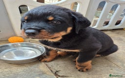 Rottweiler dogs for sale: Rottweiler Puppies in Great Yarmouth - Image 18