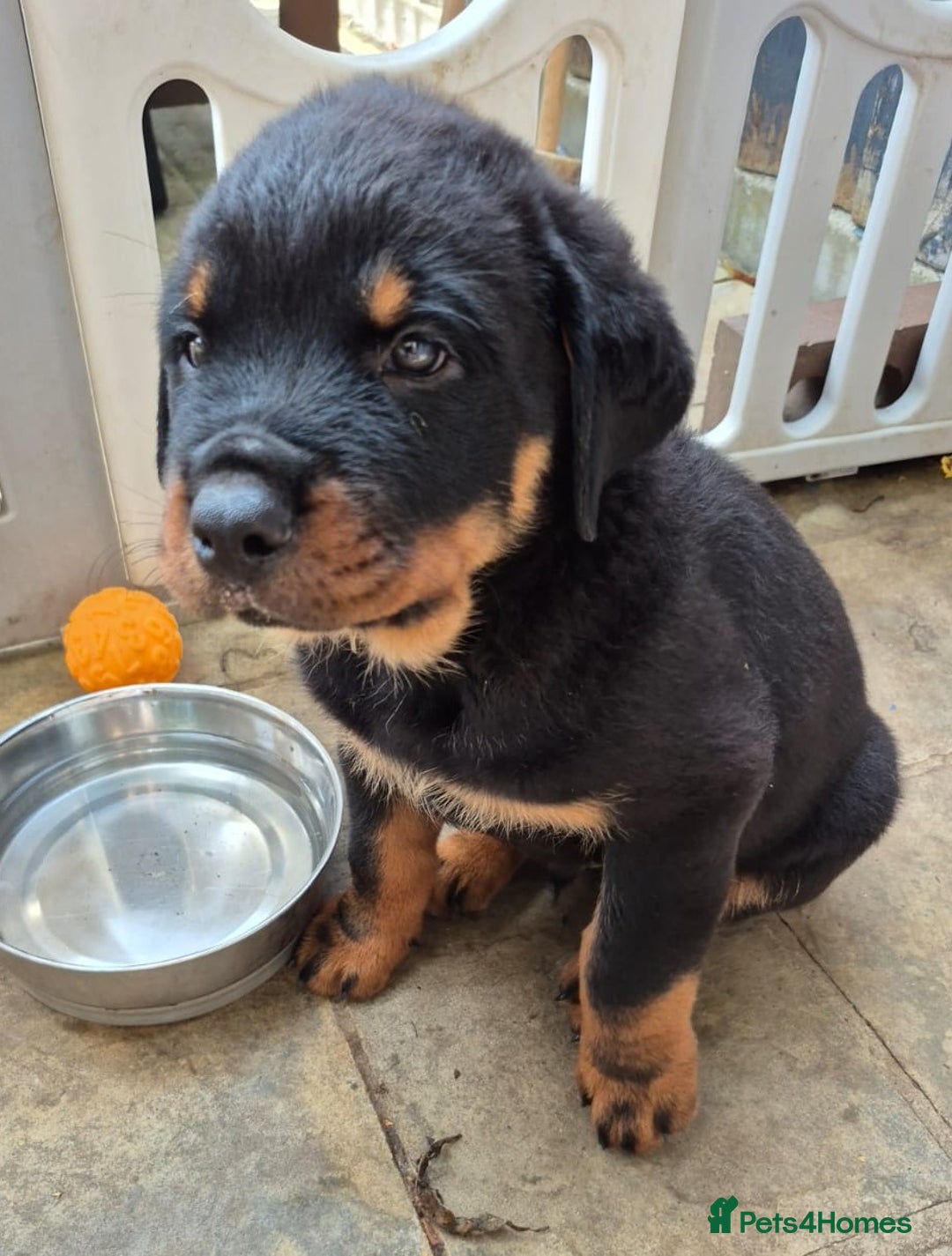 Rottweiler dogs for sale: Rottweiler Puppies in Great Yarmouth - Image 18