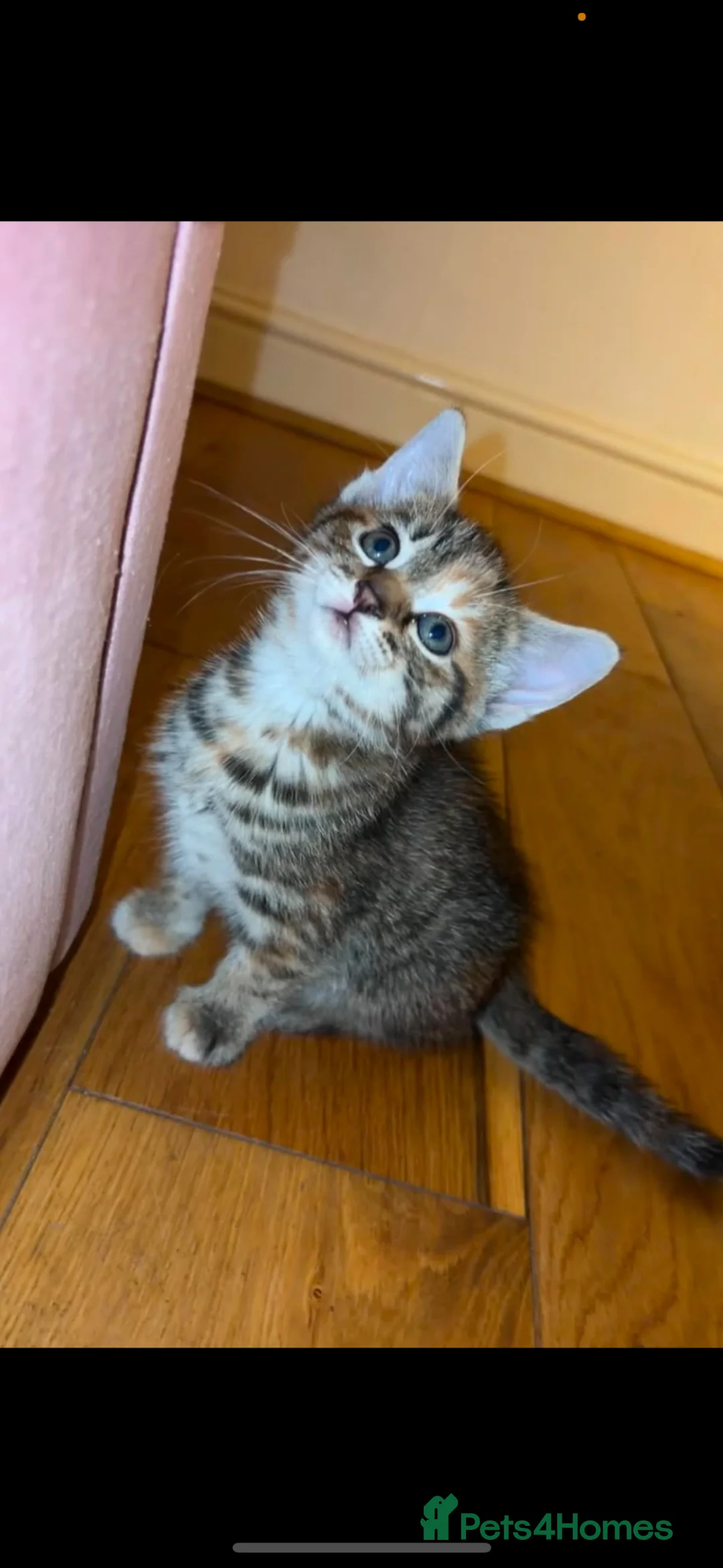 Mixed Breed cats for sale: Beautiful girl kittens  - Advert 6