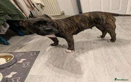 Staffordshire Bull Terrier dogs for sale: 3 yr old beautiful brindle staffy female - Image 5
