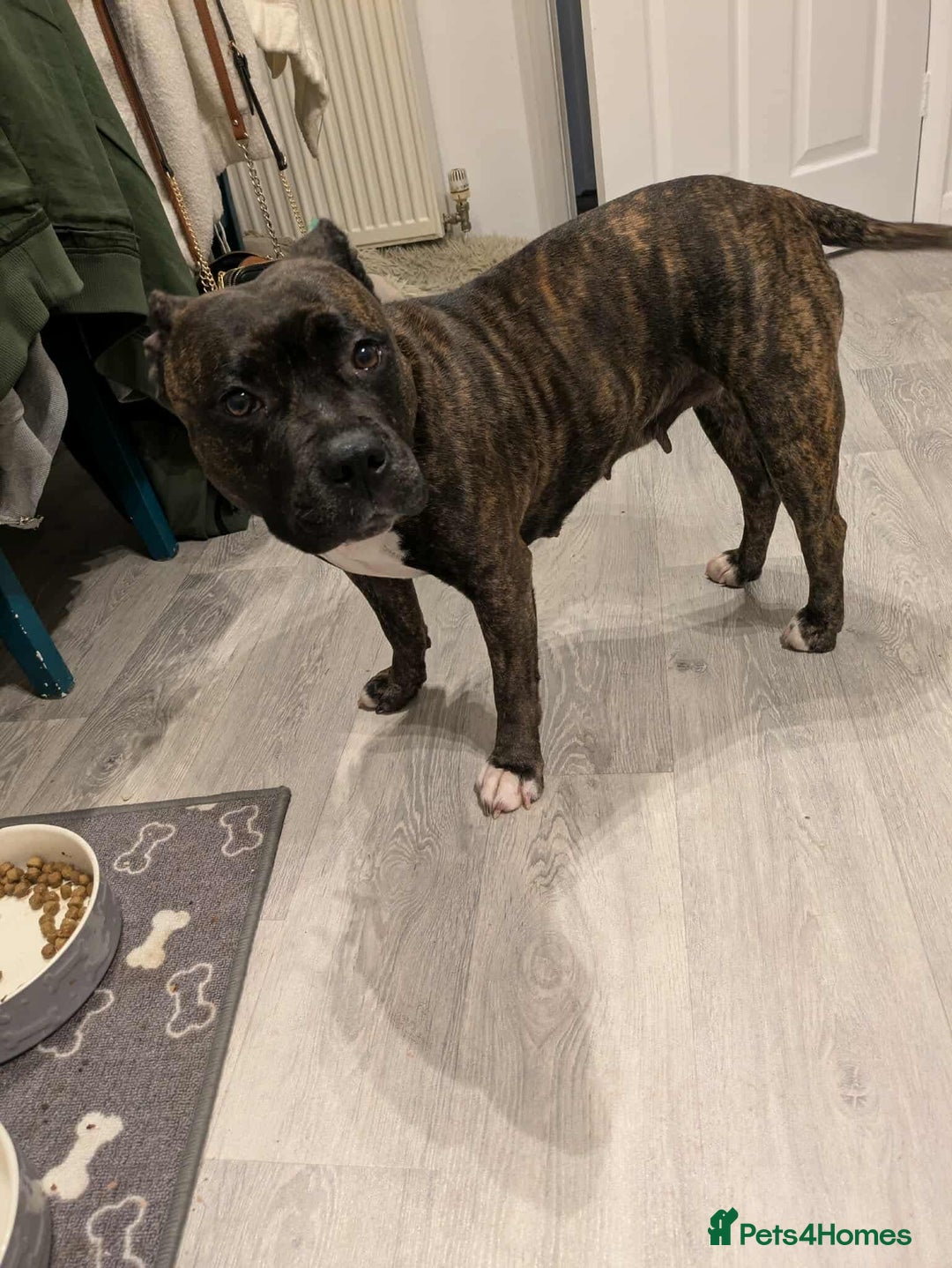 Staffordshire Bull Terrier dogs for sale: 3 yr old beautiful brindle staffy female - Image 5