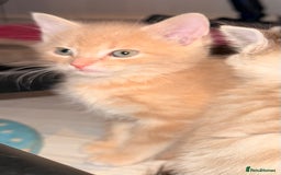 Ragdoll cats for sale: Sealpoint x kittens - Image 8