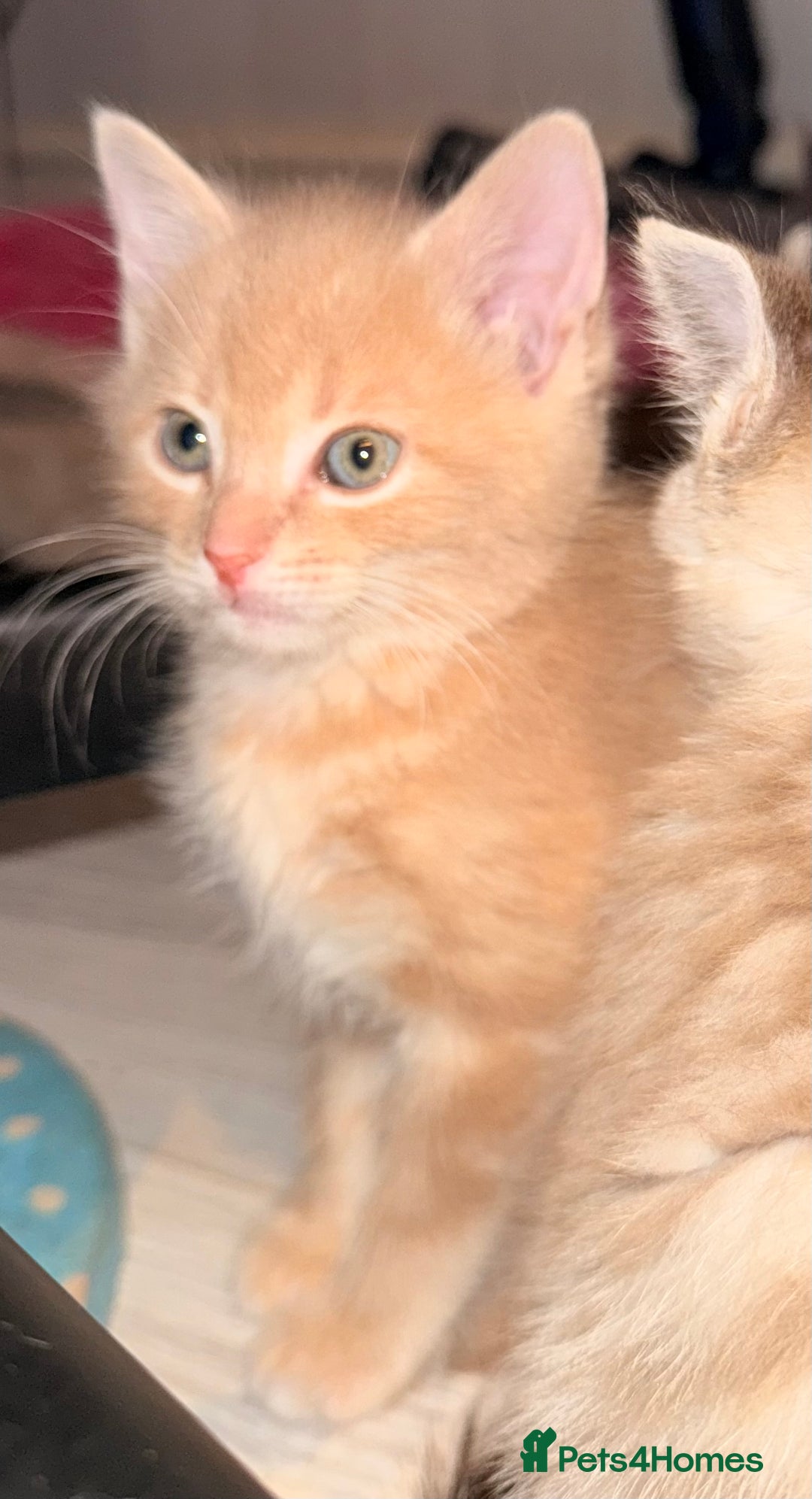 Ragdoll cats for sale: Sealpoint x kittens - Image 8