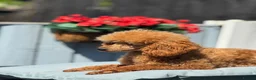 Miniature Poodle dogs for sale: KC Miniature poodle  - Advert 3