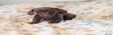 Miniature Dachshund Puppy 4