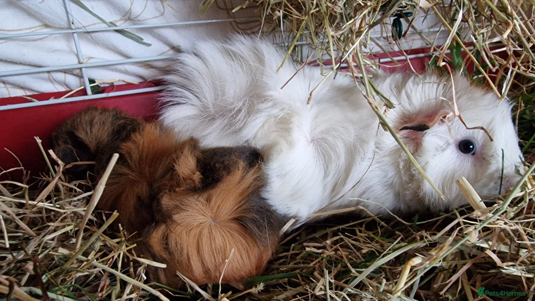 Guinea Pig rodents for sale: 2Female (mum and daughter) + Male Guinea pigs Ip3  - Advert 10