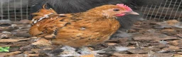 Chickens poultry for sale: Chicks looking for new homes  - Advert 8