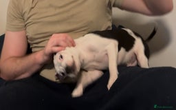 Staffordshire Bull Terrier dogs for sale: Staffordshire Bull Terrier Male Puppy - Image 8