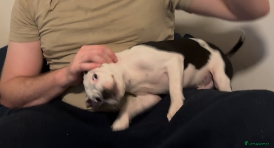 Staffordshire Bull Terrier dogs for sale: Staffordshire Bull Terrier Male Puppy - Image 8