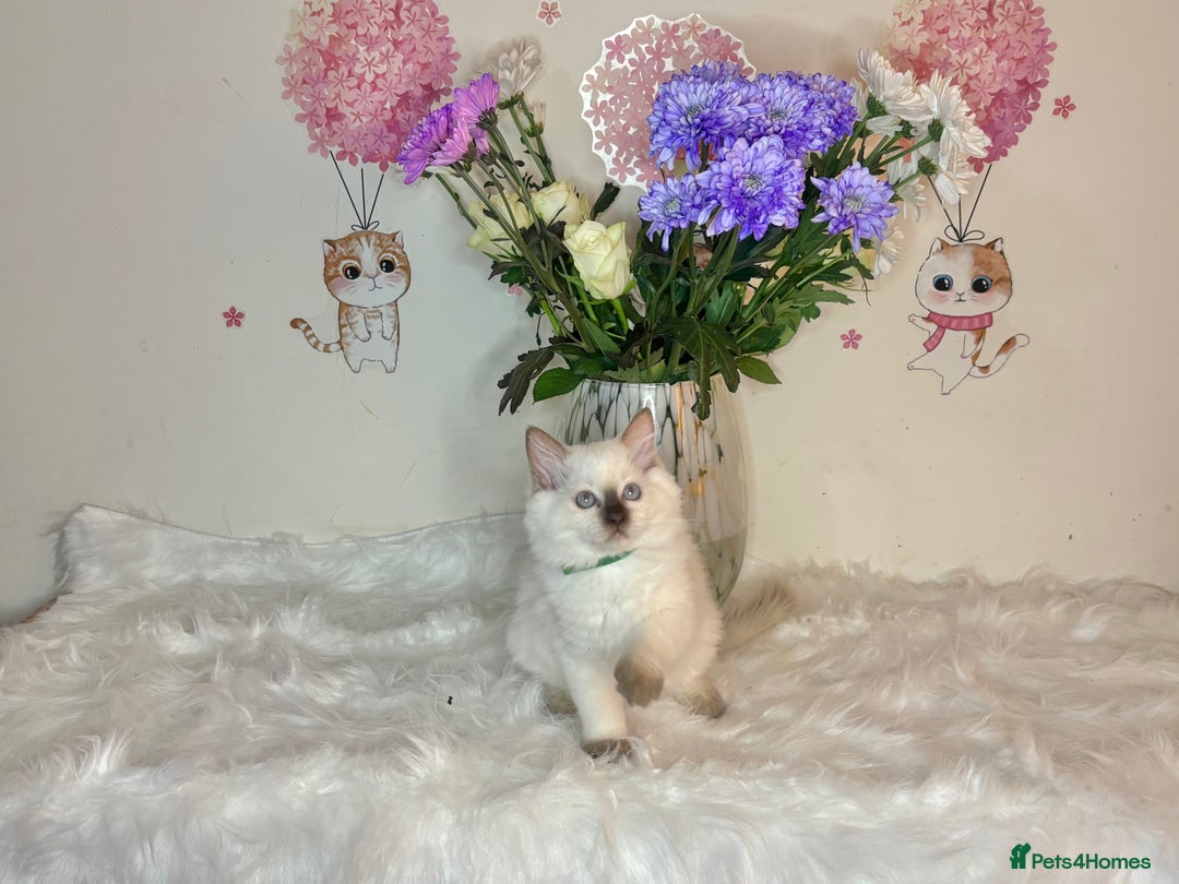 Ragdoll cats for sale: ⭐️TICA REG⭐️Pedigree Ragdoll Kittens DNA CLEAR ✅  - Image 10