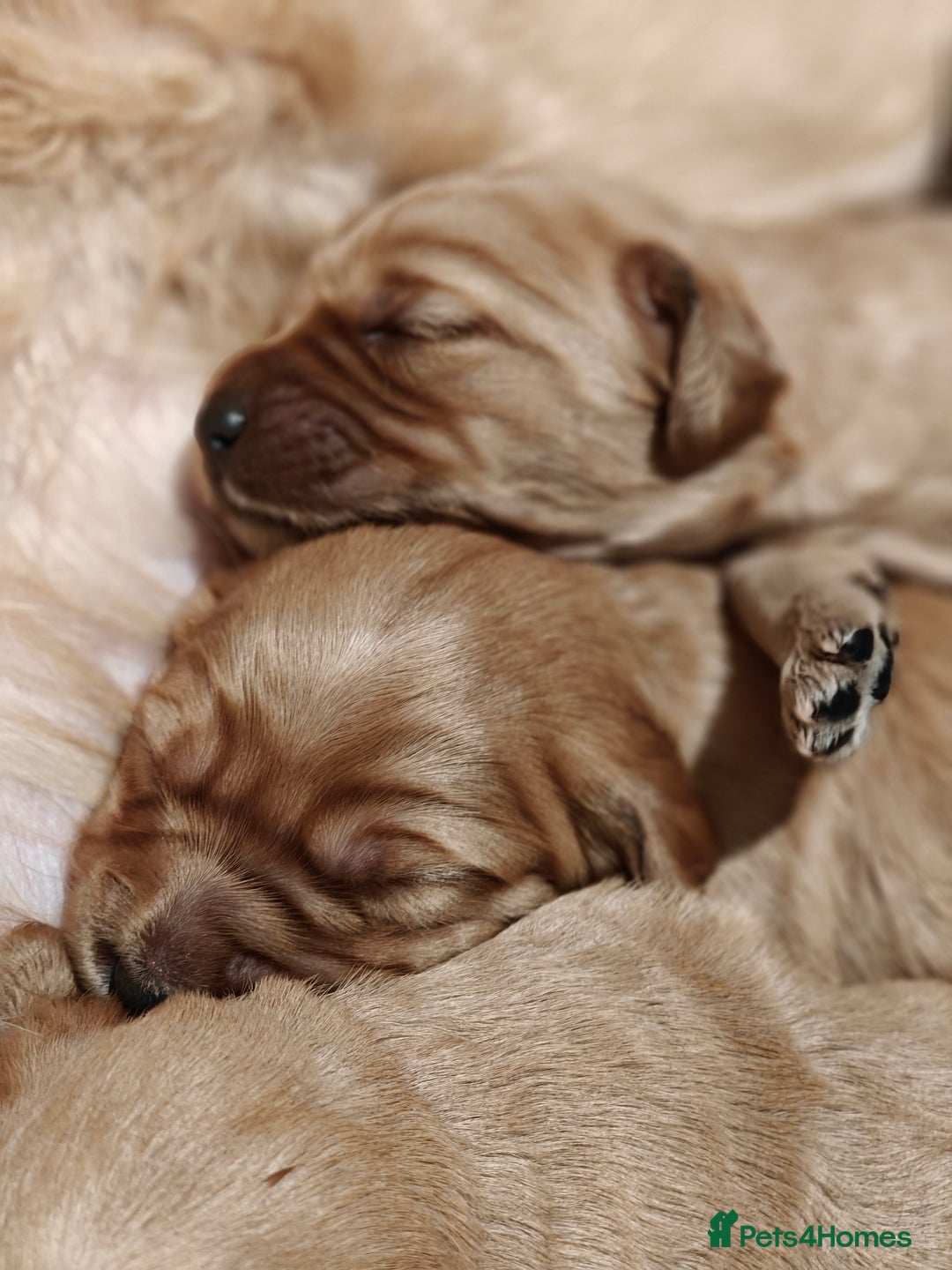 Mini Goldendoodle dogs for sale: Superb home-bred F1 Mini Goldendoodle GIRL - Advert 34