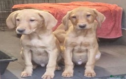 Labrador Retriever dogs for sale: Beautiful Red Fox Labrador Puppies – Ready Now! 🐾 - Image 6