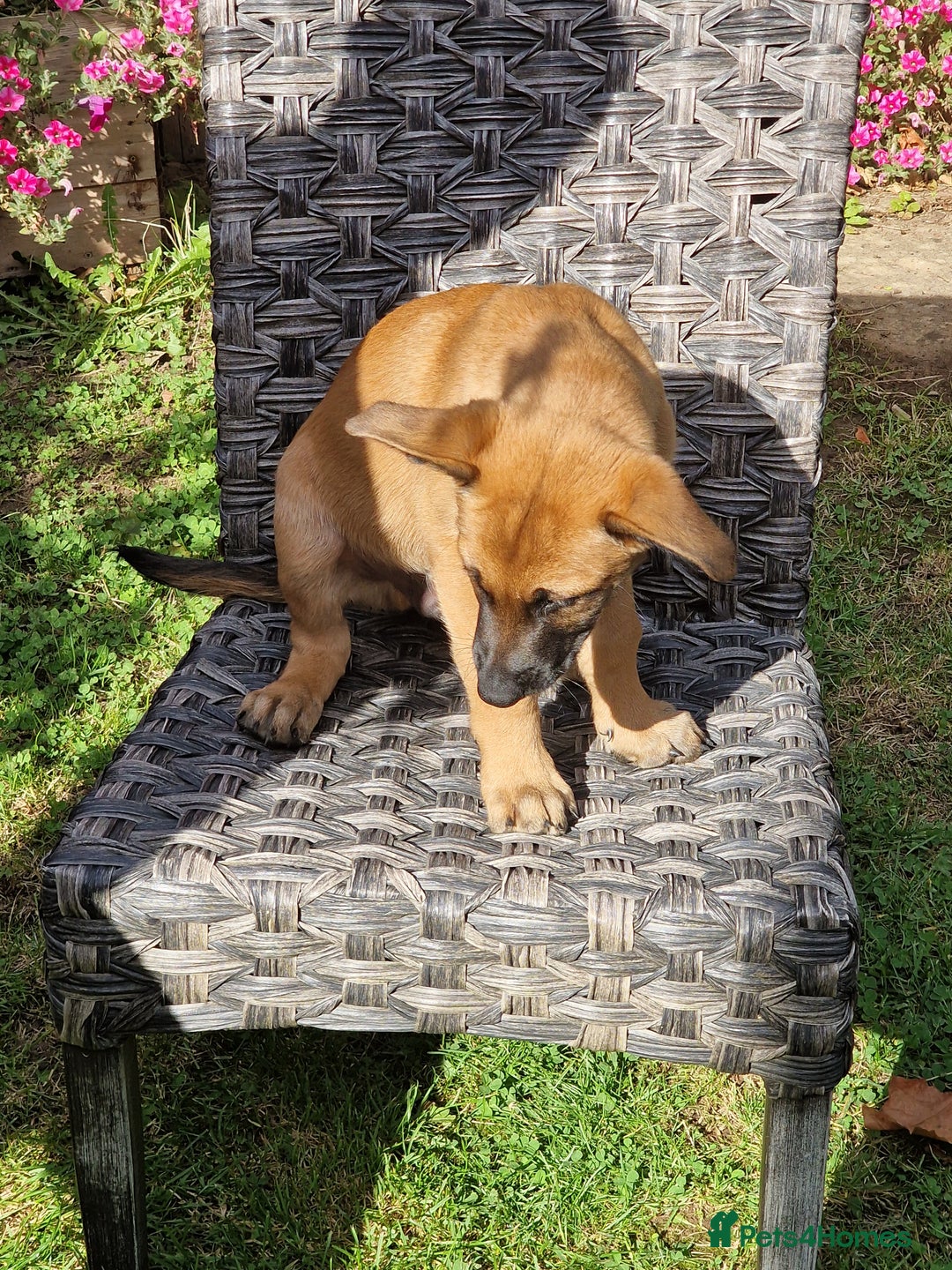 Belgian Shepherd Dog dogs for sale: Belgian malinois puppy - Image 6