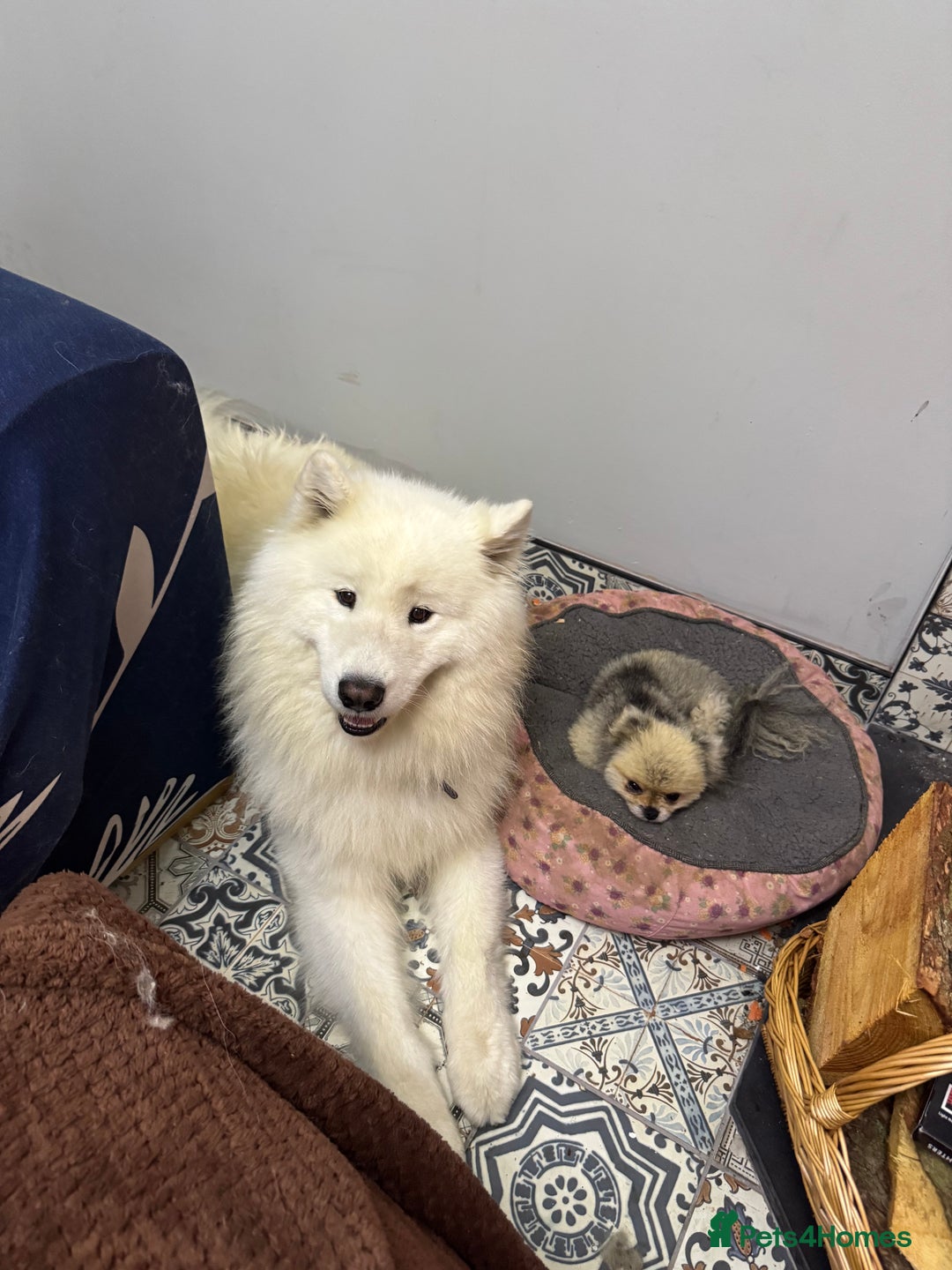 Samoyed dogs for sale: 🐾 🐶 AMAZING, UNIQUE, HEAD TURNING male Samoyed - Image 22