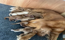 Cockapoo dogs for sale: 7 beautiful cockapoos  - Image 20