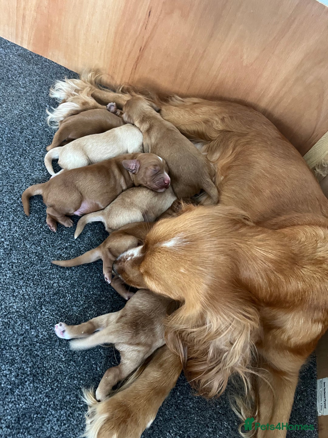 Cockapoo dogs for sale: 7 beautiful cockapoos  - Image 20