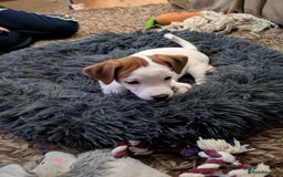 Mixed Breed dogs for sale: F1 jackcain  - Advert 31