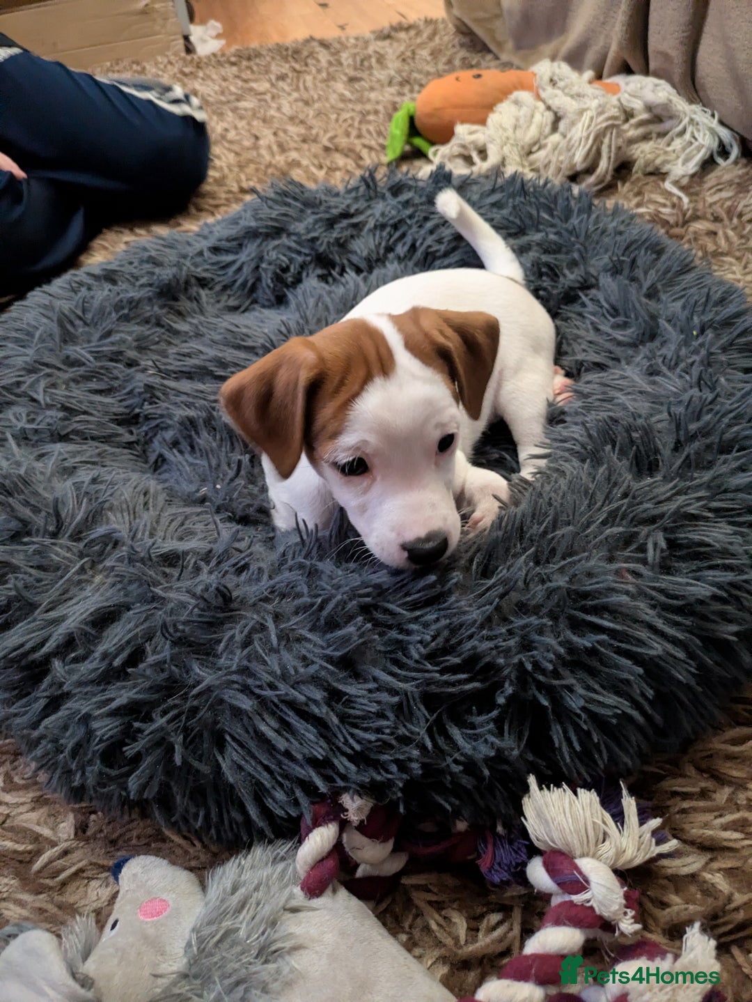 Mixed Breed dogs for sale: F1 jackcain  - Advert 31
