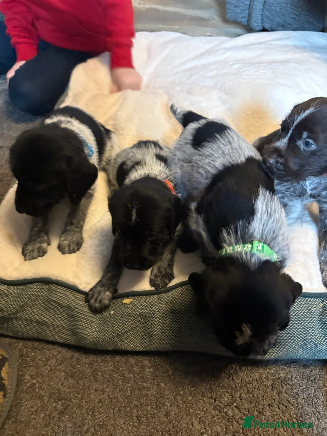 German Wirehaired Pointer dogs for sale: German wiredhaired pointer pups  - Advert 1
