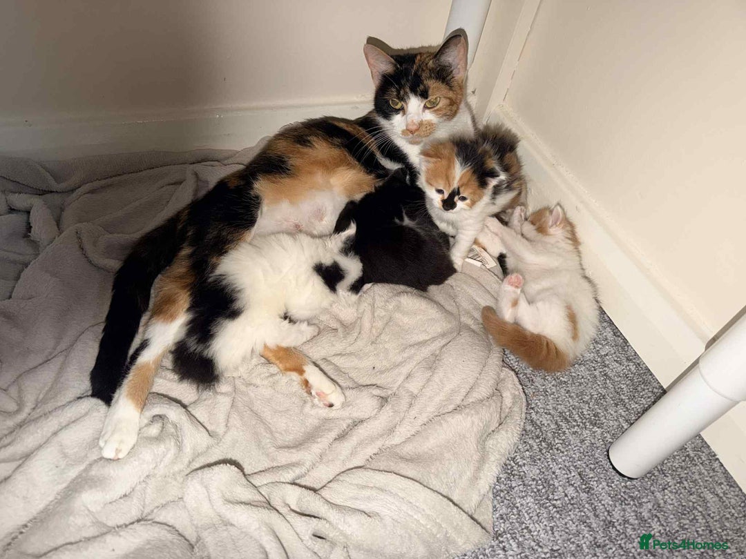 Mixed Breed cats for sale: 4 Stunning kittens  - Advert 9