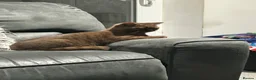British Shorthair cats for sale: Adorable chocolate British shorthair kitten - Advert 8