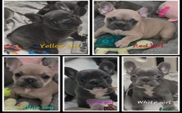 French Bulldog dogs for sale: Beautiful French bulldog puppies - Image 1