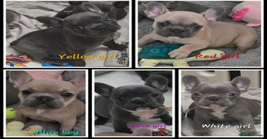 French Bulldog dogs - Advert 14