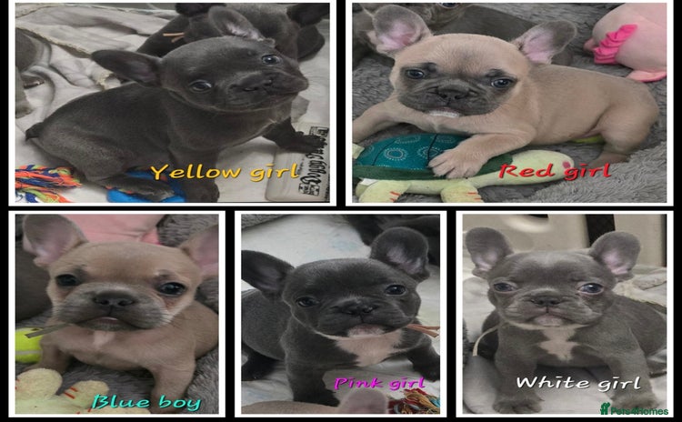 French Bulldog dogs - Advert 3