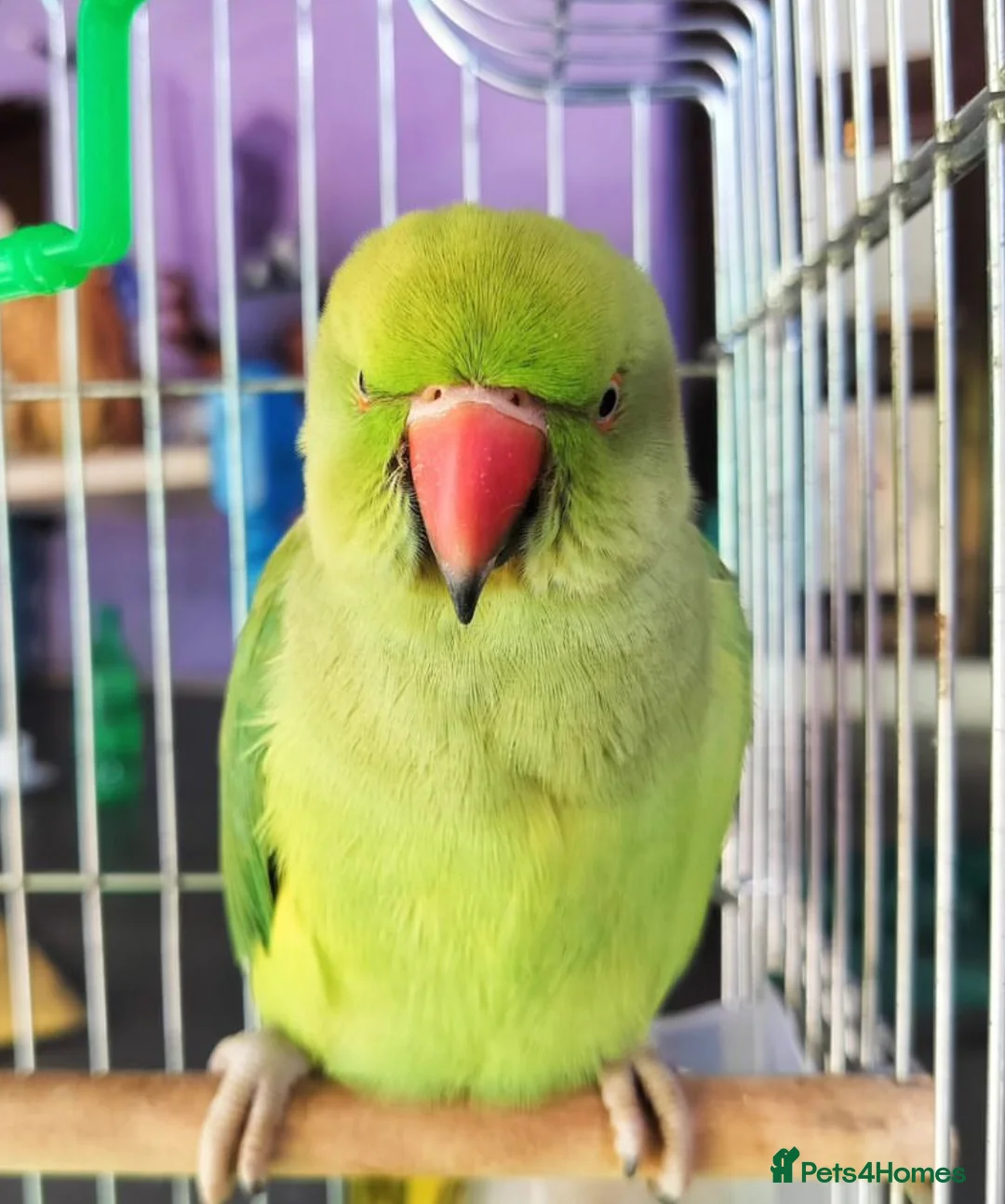 Parrots birds for sale: My baby tamed ring neck talking parrot  in Hayes - Advert 3