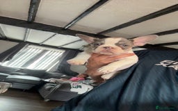 French Bulldog dogs for sale: French bull dog last 1 of 4  - Image 7