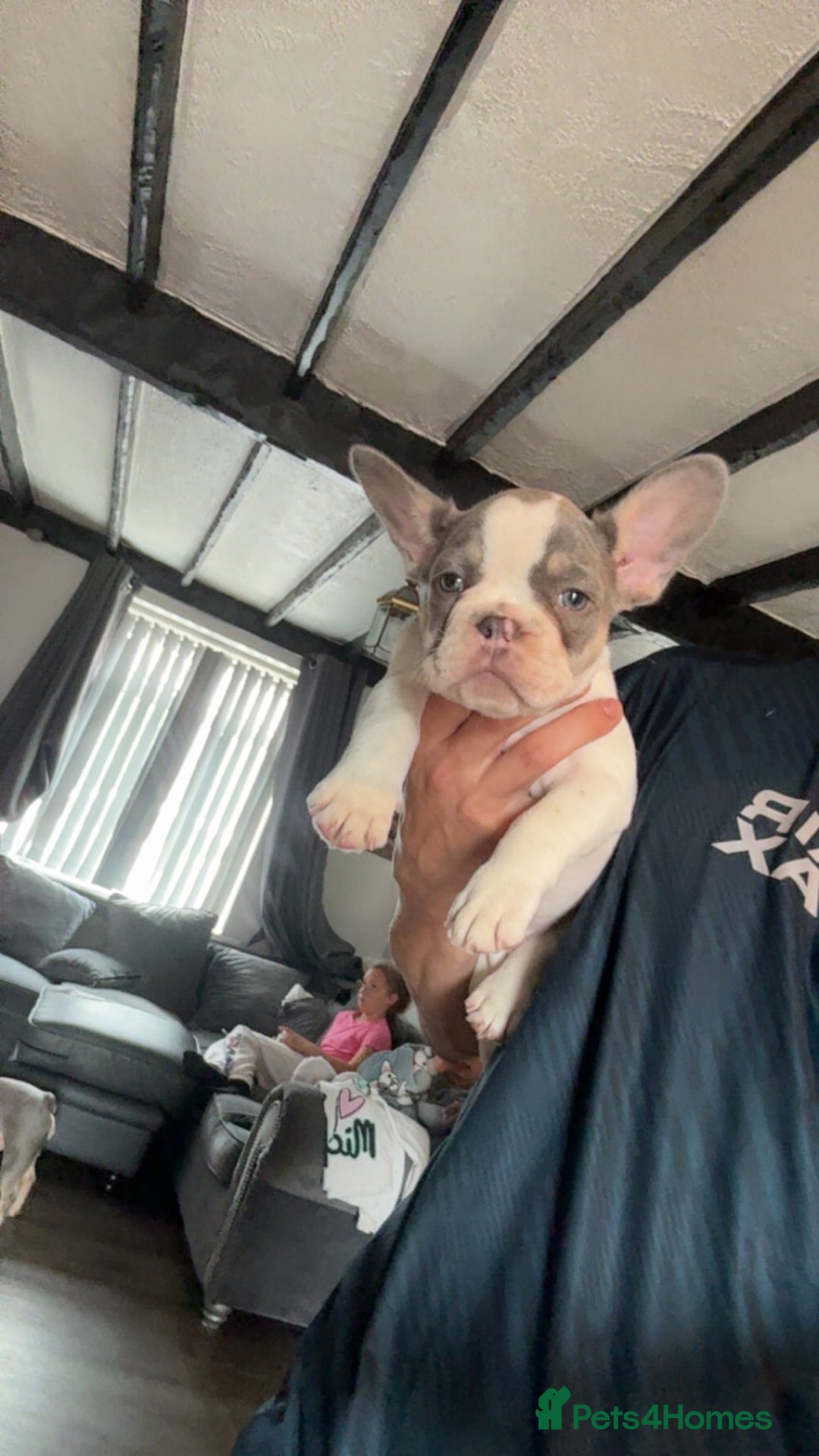 French Bulldog dogs for sale: French bull dog last 1 of 4  - Image 7