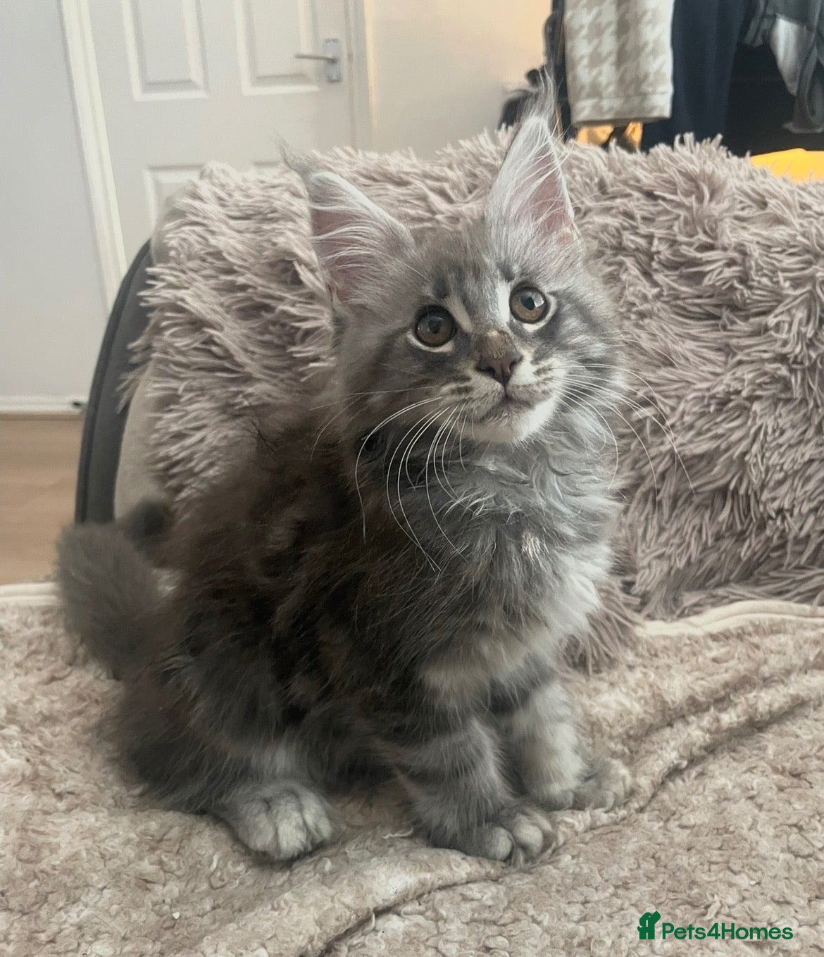 Maine Coon cats 7 GCCF registered Maine coon boys. - Advert 2