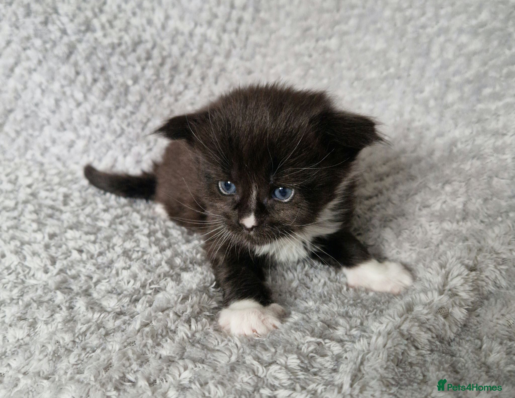 Maine Coon cats Pedigree XXL mainecoon kittens  - Advert 2