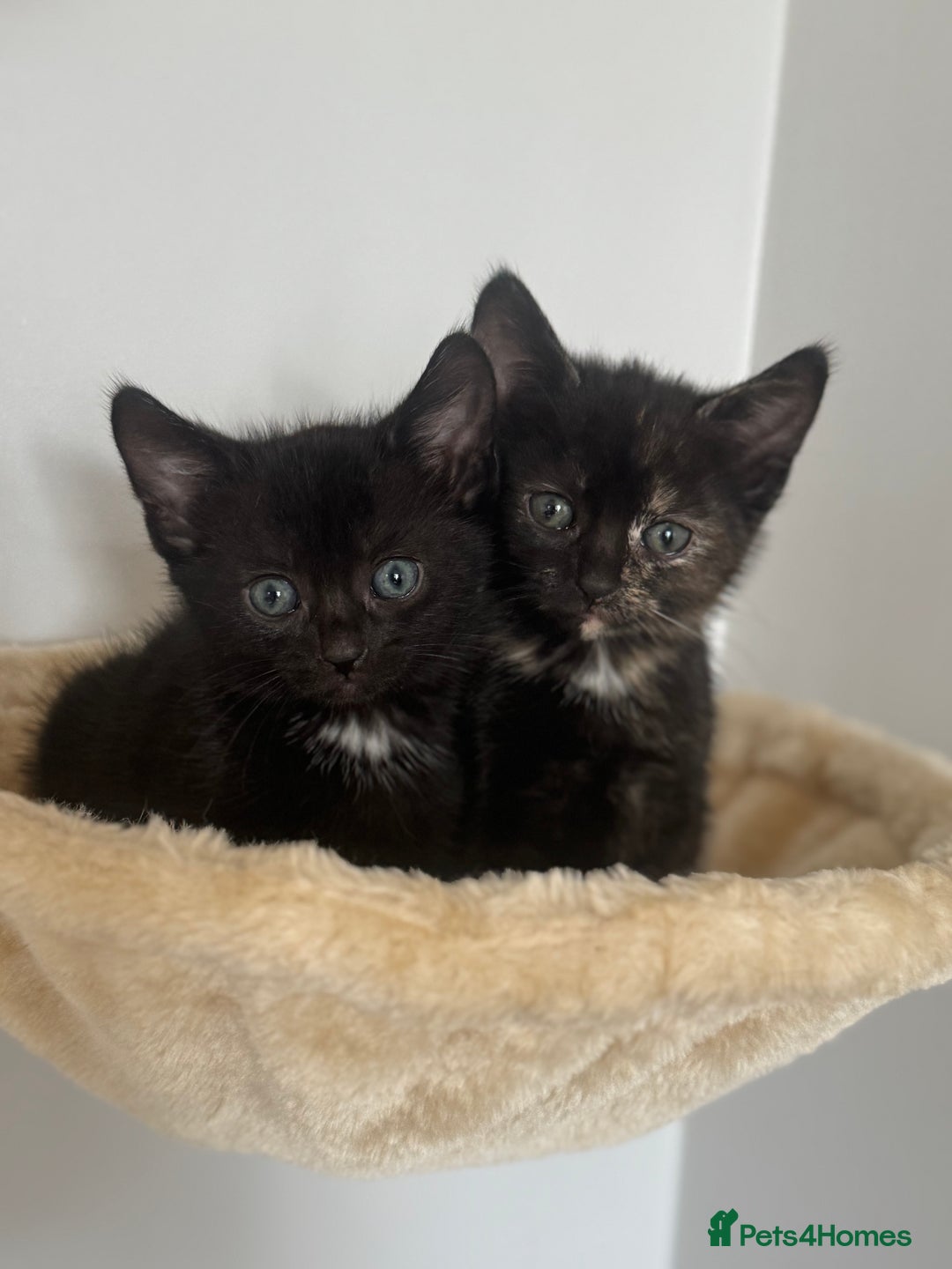 Mixed Breed cats for sale: Beautiful mix of Tortie and Calico  - Image 4