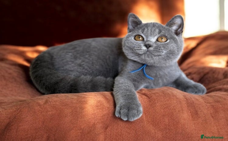 British Shorthair cats - Advert 8