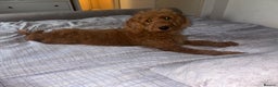 Labradoodle dogs for sale: Beautiful F1b Red Miniature Labradoodle  - Advert 8