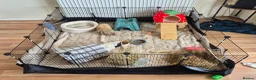 Guinea Pig rodents for sale: 1 Lunkarya male and 1 abyssinian male guinea pig.  in Dudley - Advert 5