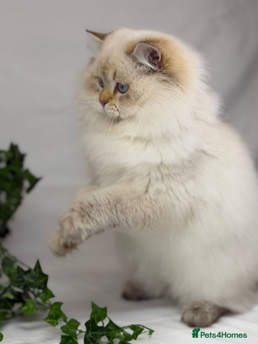 British Longhair cats for sale: Longhair Golden point British Longhair  - Advert 10