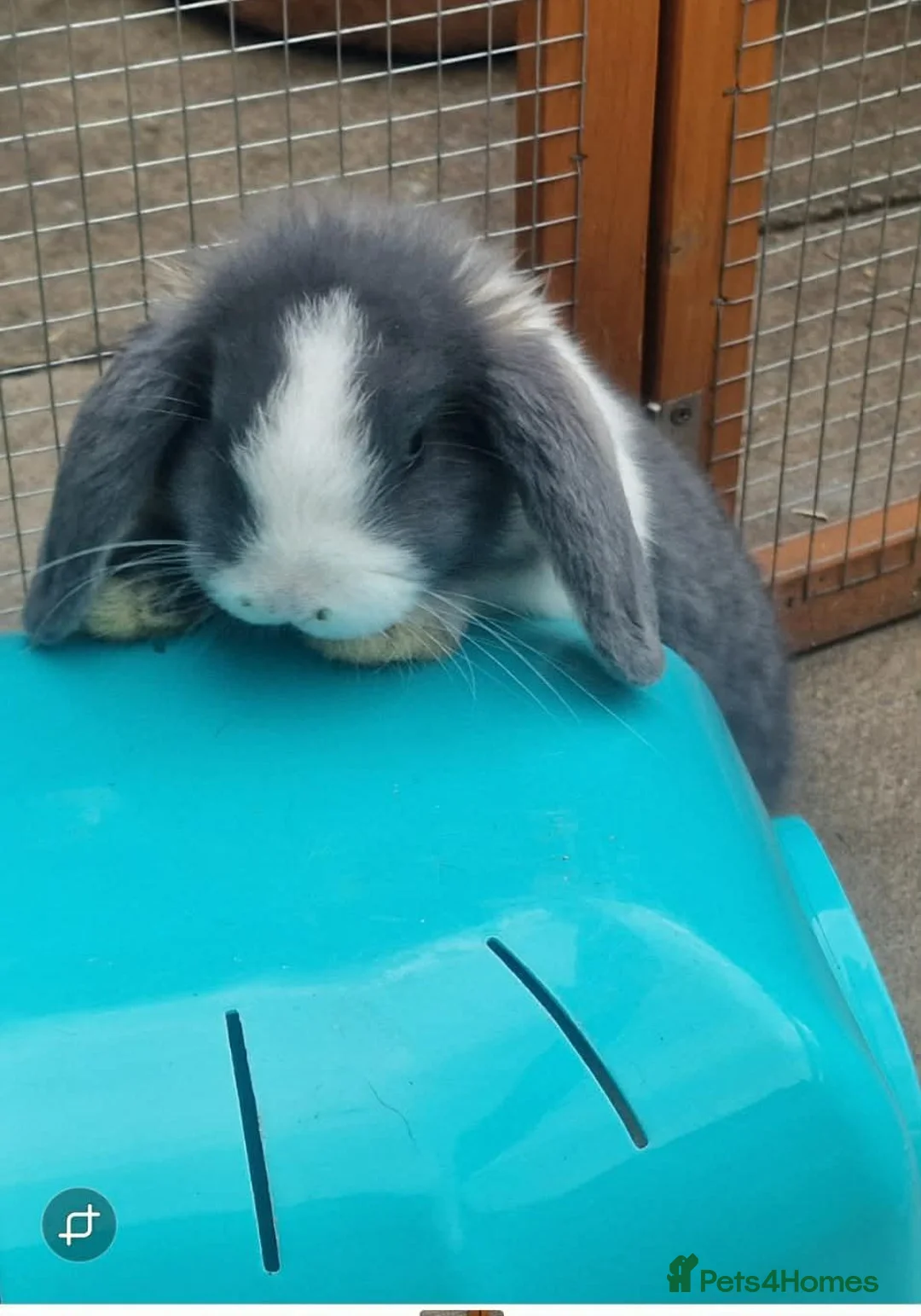 Mini Lop rabbits for sale: Reduced 🩵 7 Wks Blue Otter Split & Broken White - Advert 1
